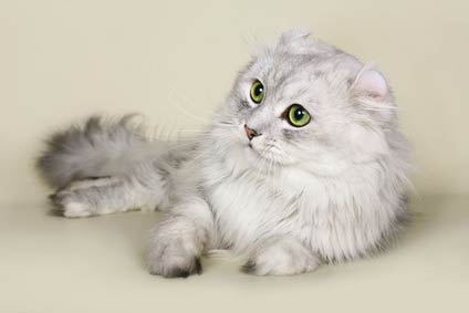American Curl